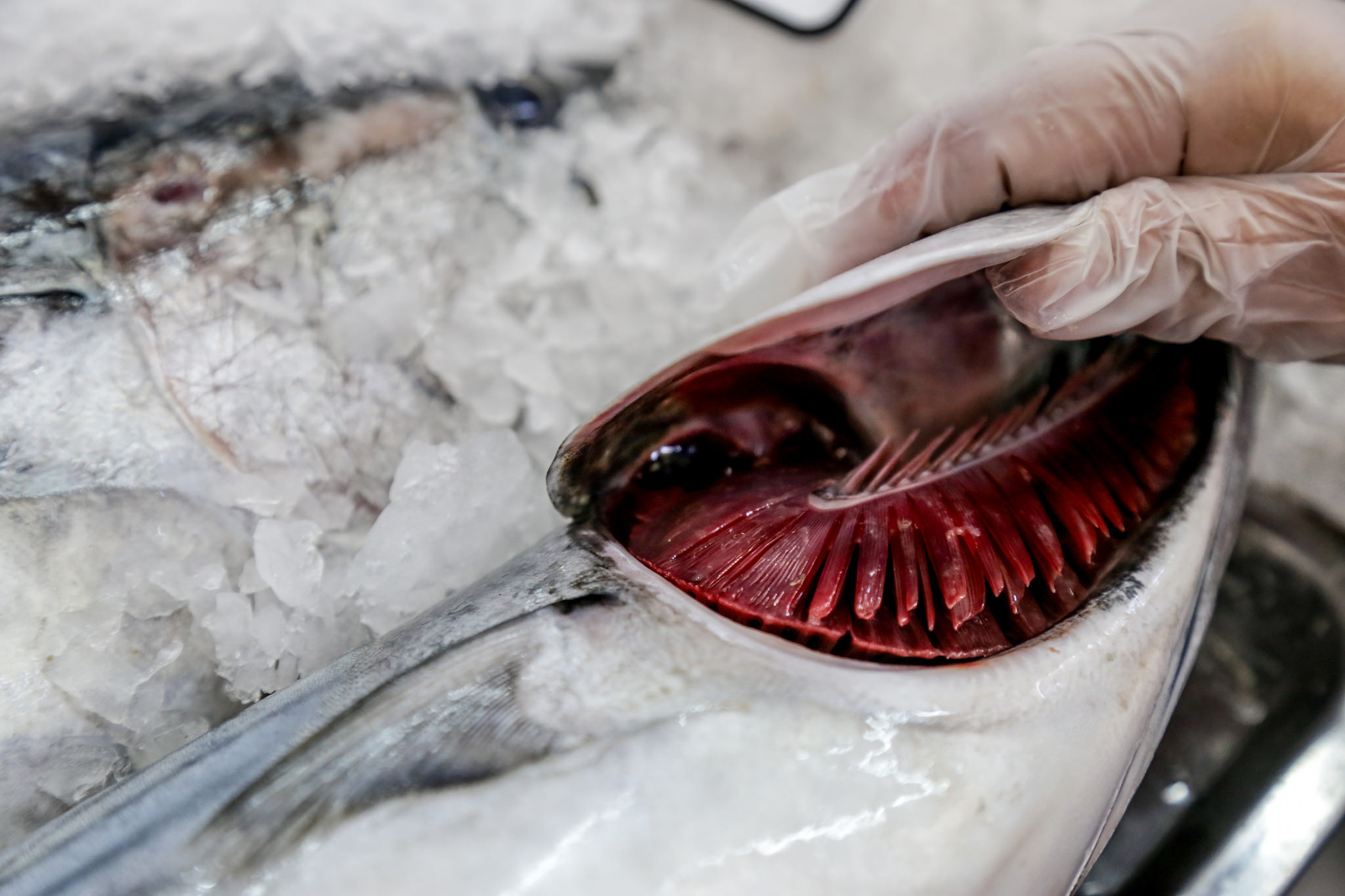 ¿SABES RECONOCER AL PESCADO FRESCO?