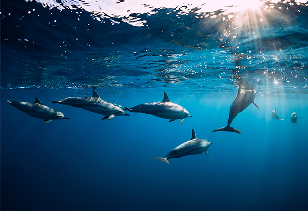 Día Mundial de las ballenas y delfines: ¿Qué hace el Perú para cuidar estos mamíferos marinos?