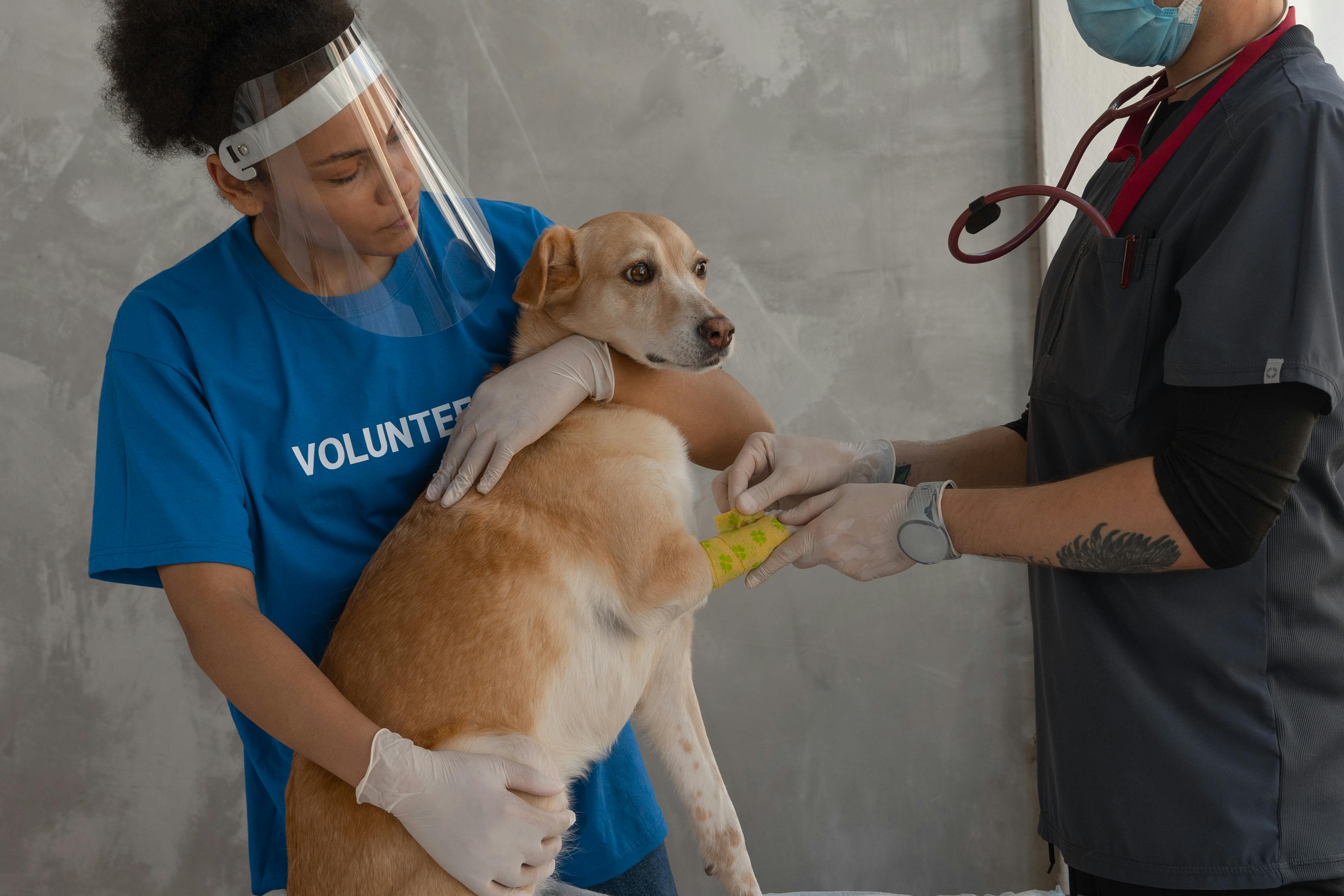 Esterilizaciones en mascotas: Personal de las municipalidades de Lima Metropolitana podrán capacitarse gratuitamente para realizar campañas seguras de esterilizaciones