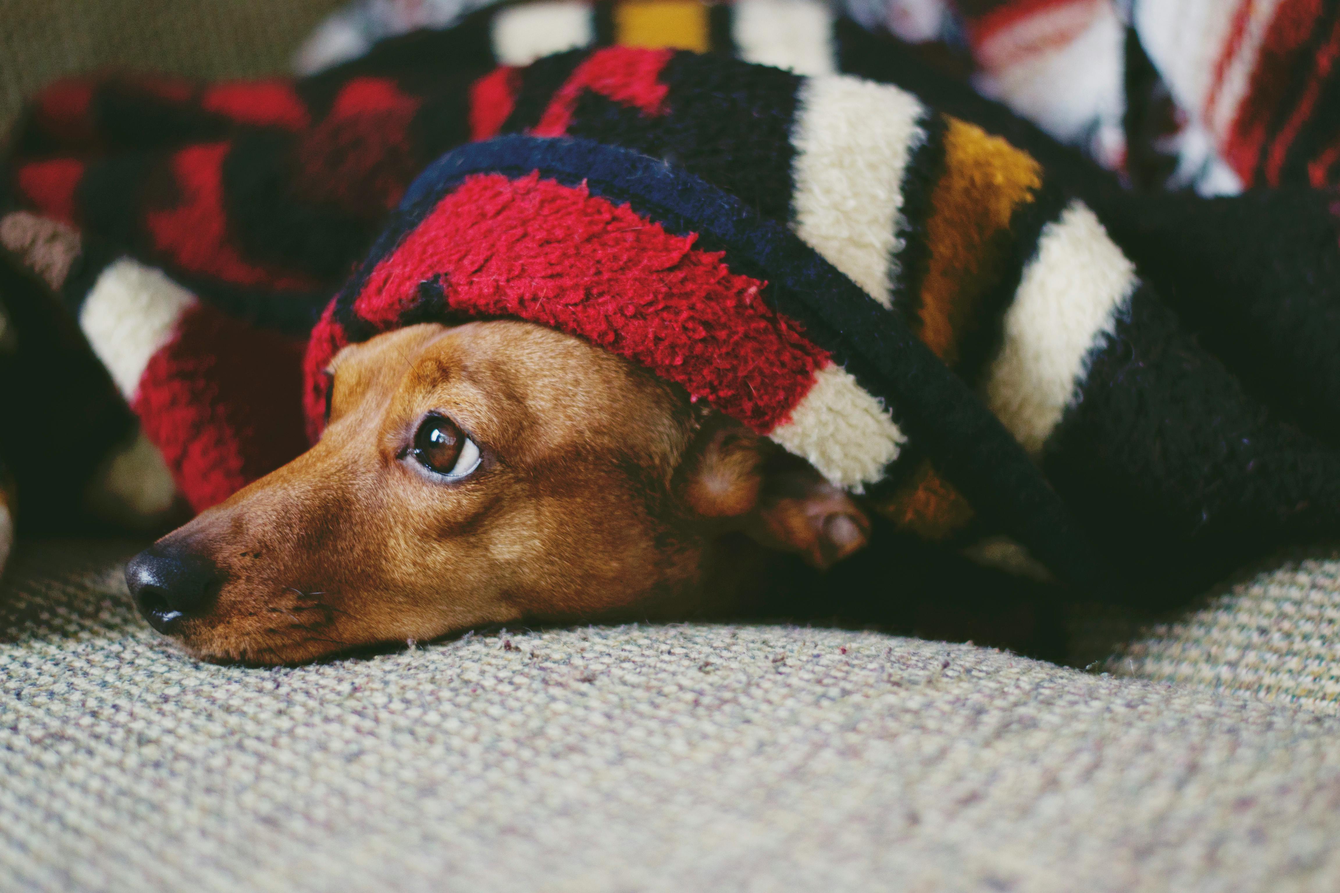 ¿Alergia o asma?: Cómo saber si tu mascota padece de asma o alergia en este invierno