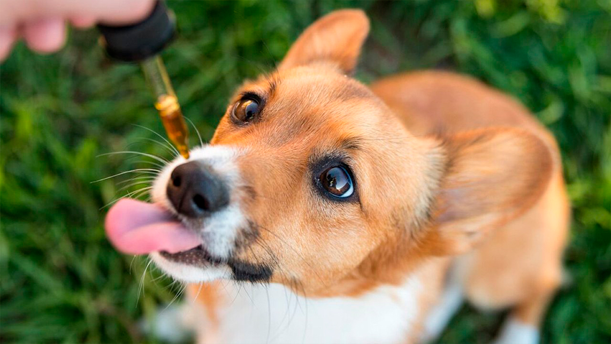 Fiestas de fin de año: ¿Cómo calmar a las mascotas de la pirotecnia?