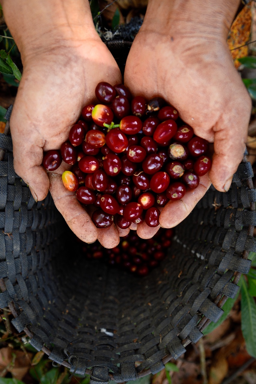 Café del VRAEM de alto valor nutritivo que debemos consumir