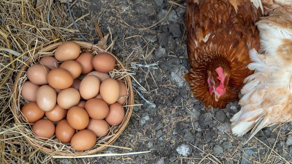 La forma como son criadas las gallinas afectan el huevo que consumes.