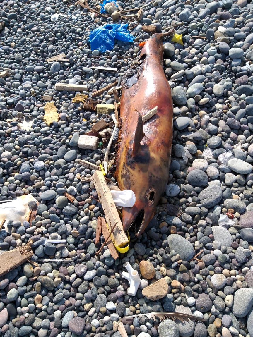 Miles de voluntarios recogerán plásticos que contaminan el Mar Peruano este sábado