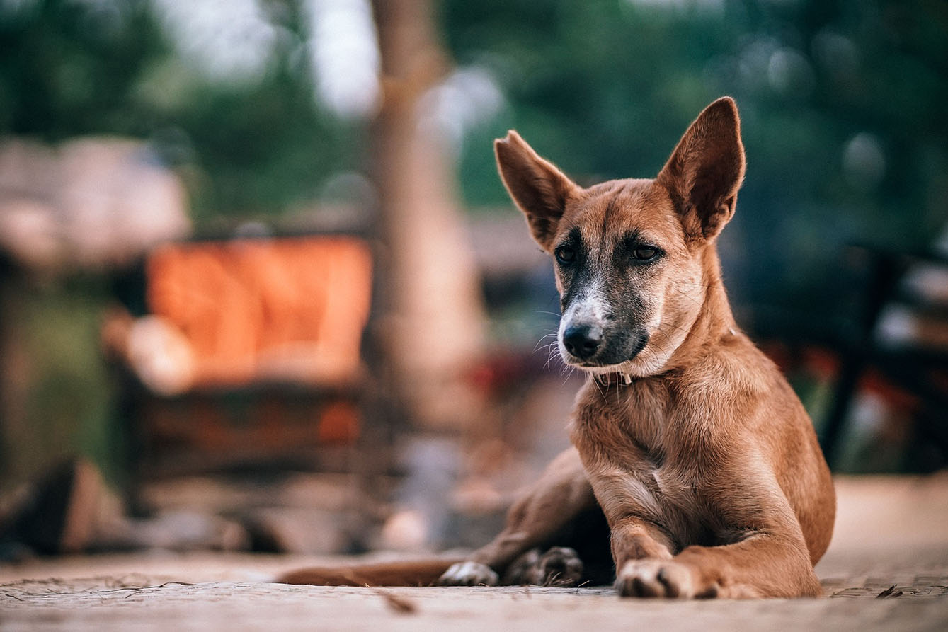 Día del Perro sin raza: La importancia de adoptar y no comprar