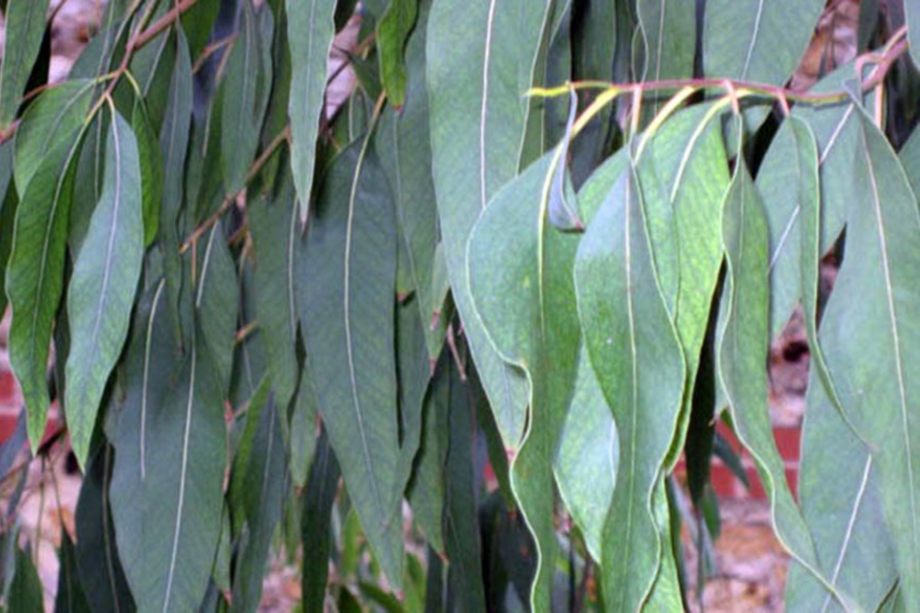 Plantas medicinales: conoce su poderosa acción ante enfermedades bronquiales [video]