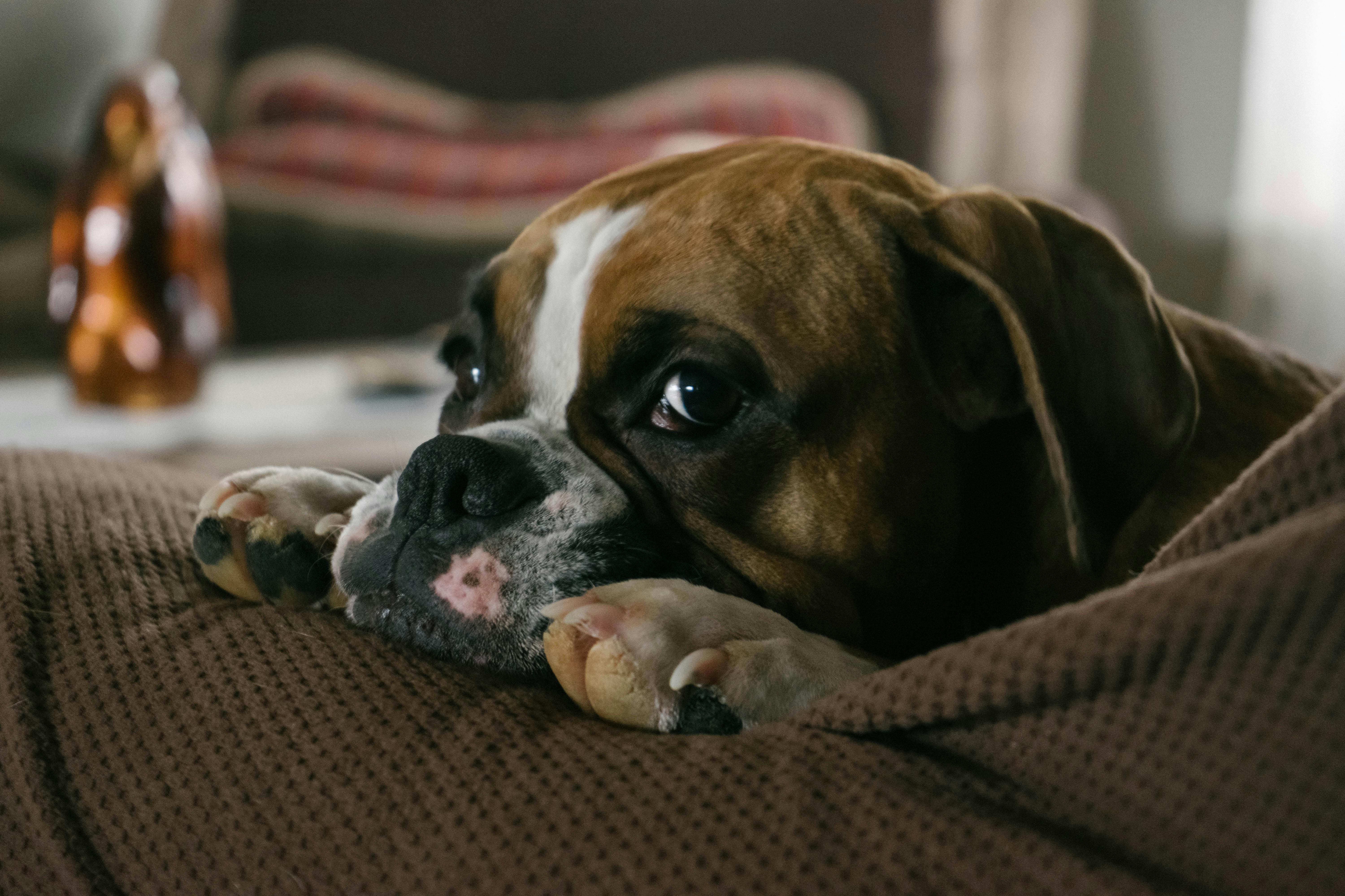 Perros braquicéfalos: ¿Cuáles son las complicaciones médicas que afectan su salud?