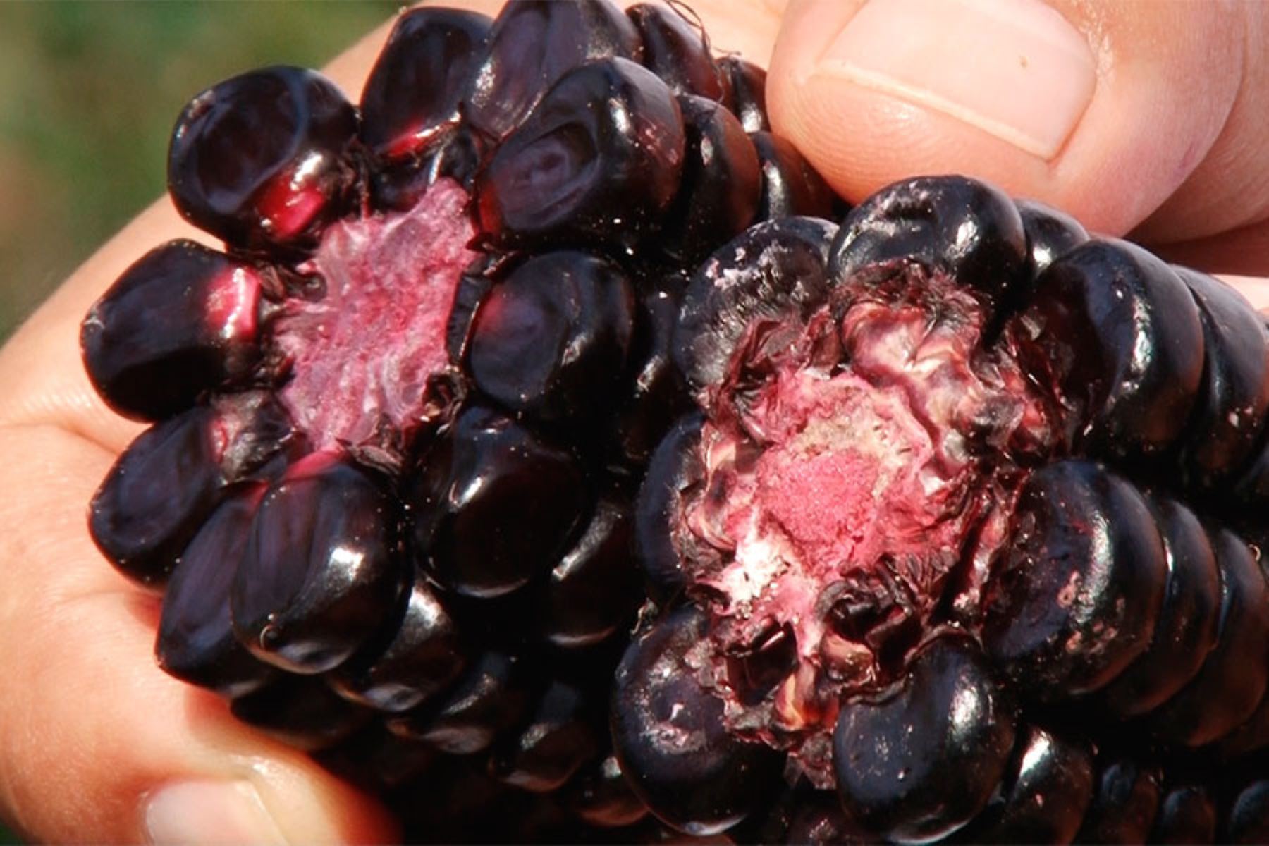 ¡Cuidado! El maíz morado contaminado con hongos puede ser cancerígeno