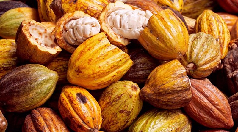 BENEFICIOS DEL CACAO