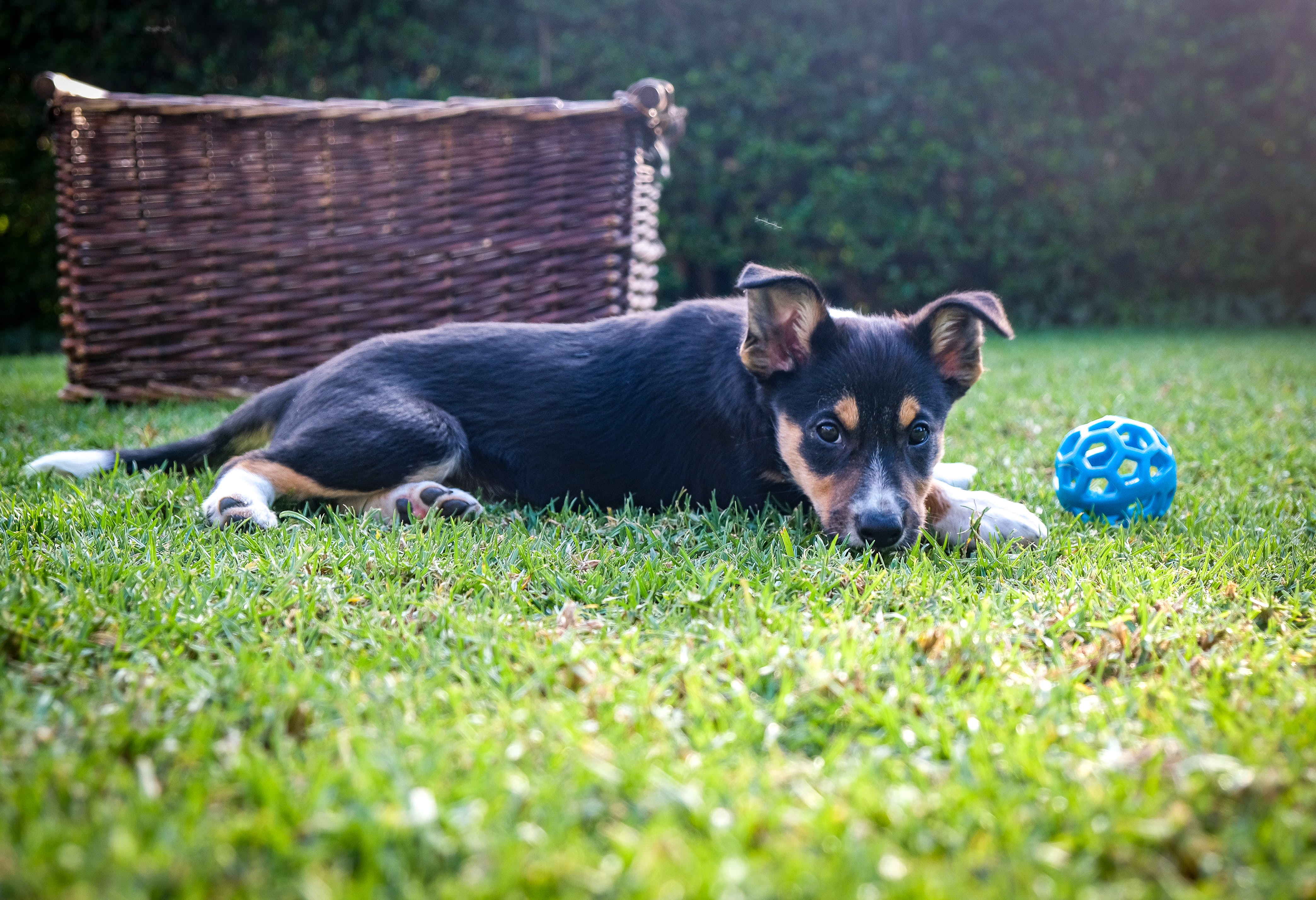 Verano intenso: Conoce las enfermedades que pueden afectar la piel de tu mascota este verano