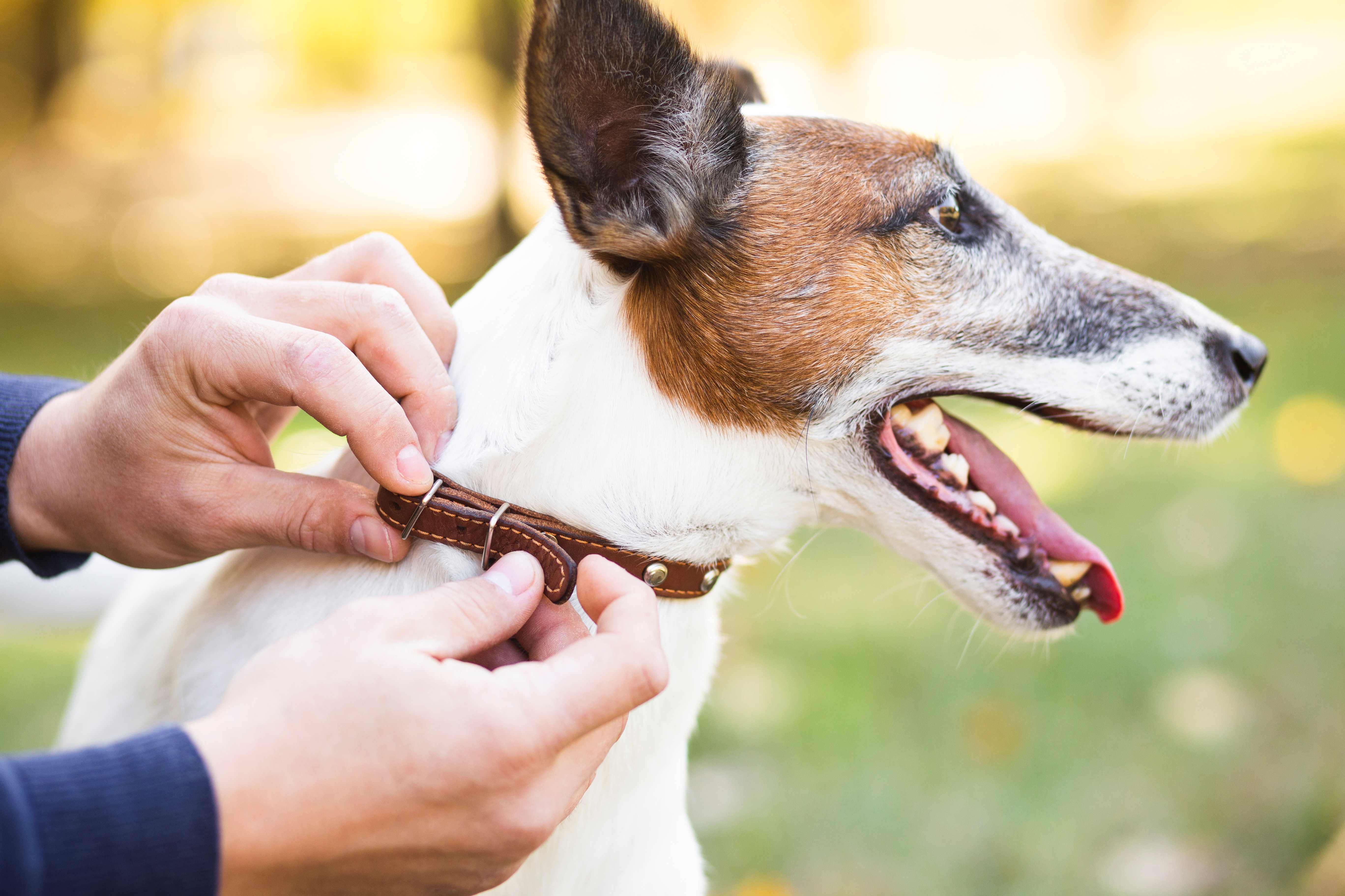 ¿Qué hacer si me muerde un perro con rabia?