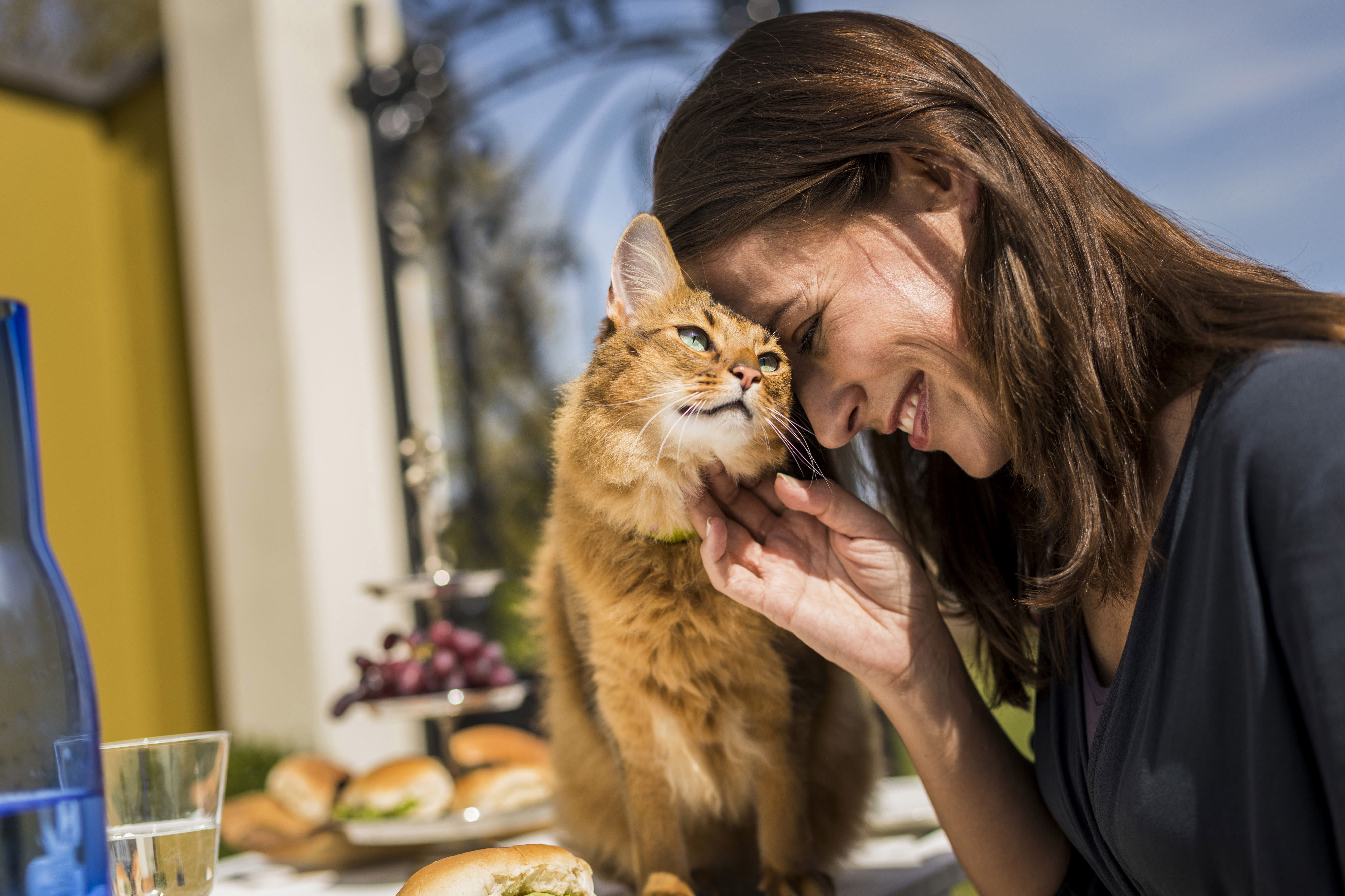 Día Mundial del Gato ¿Cómo mantener una buena relación entre gatos y perros mascotas?