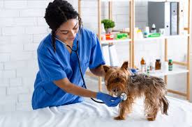 4 Especialidades poco conocidas de la Medicina Veterinaria para nuestras mascotas