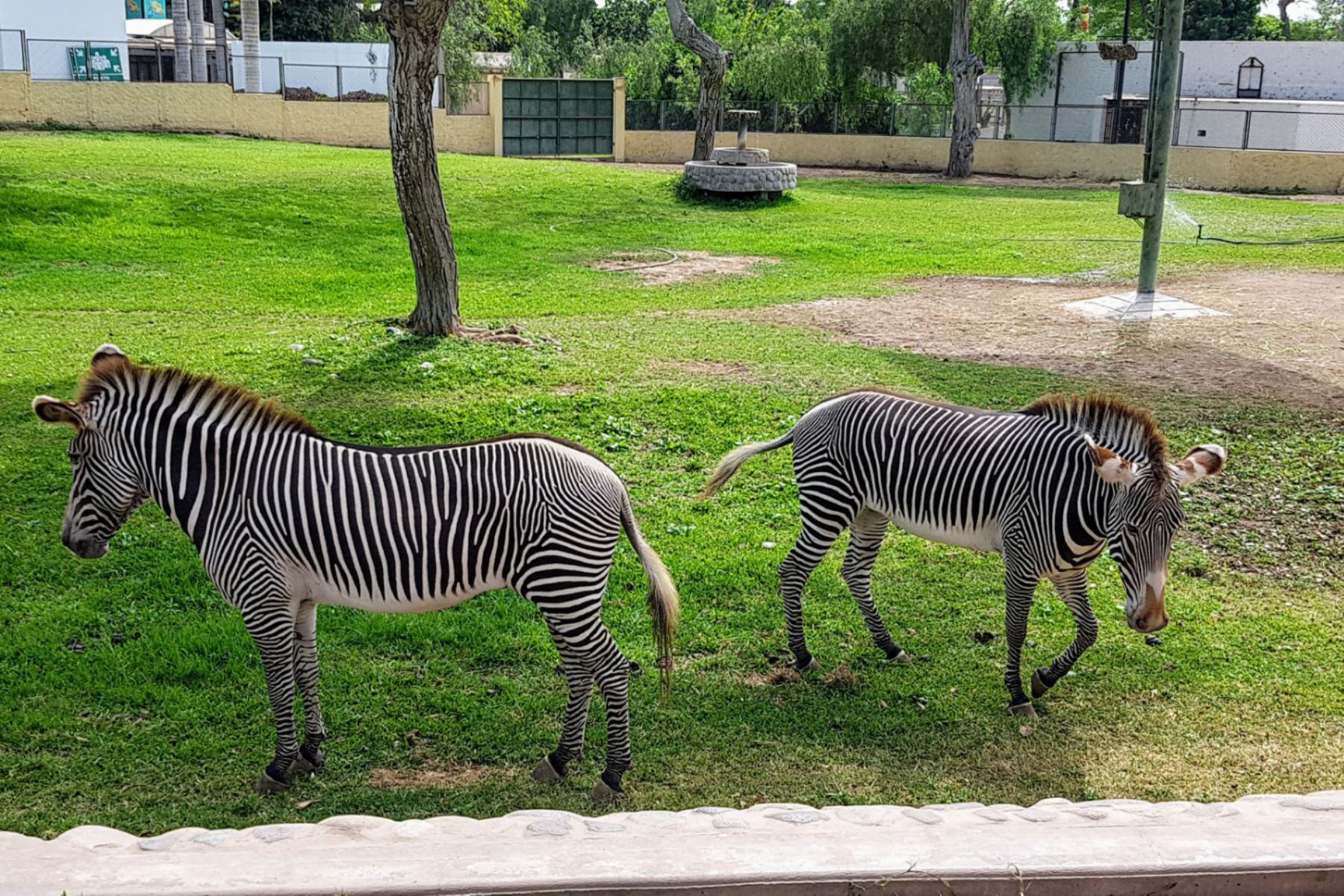 Covid-19: Instalan cámaras térmicas en el Parque de las Leyendas como medida protocolar sanitaria para los visitantes