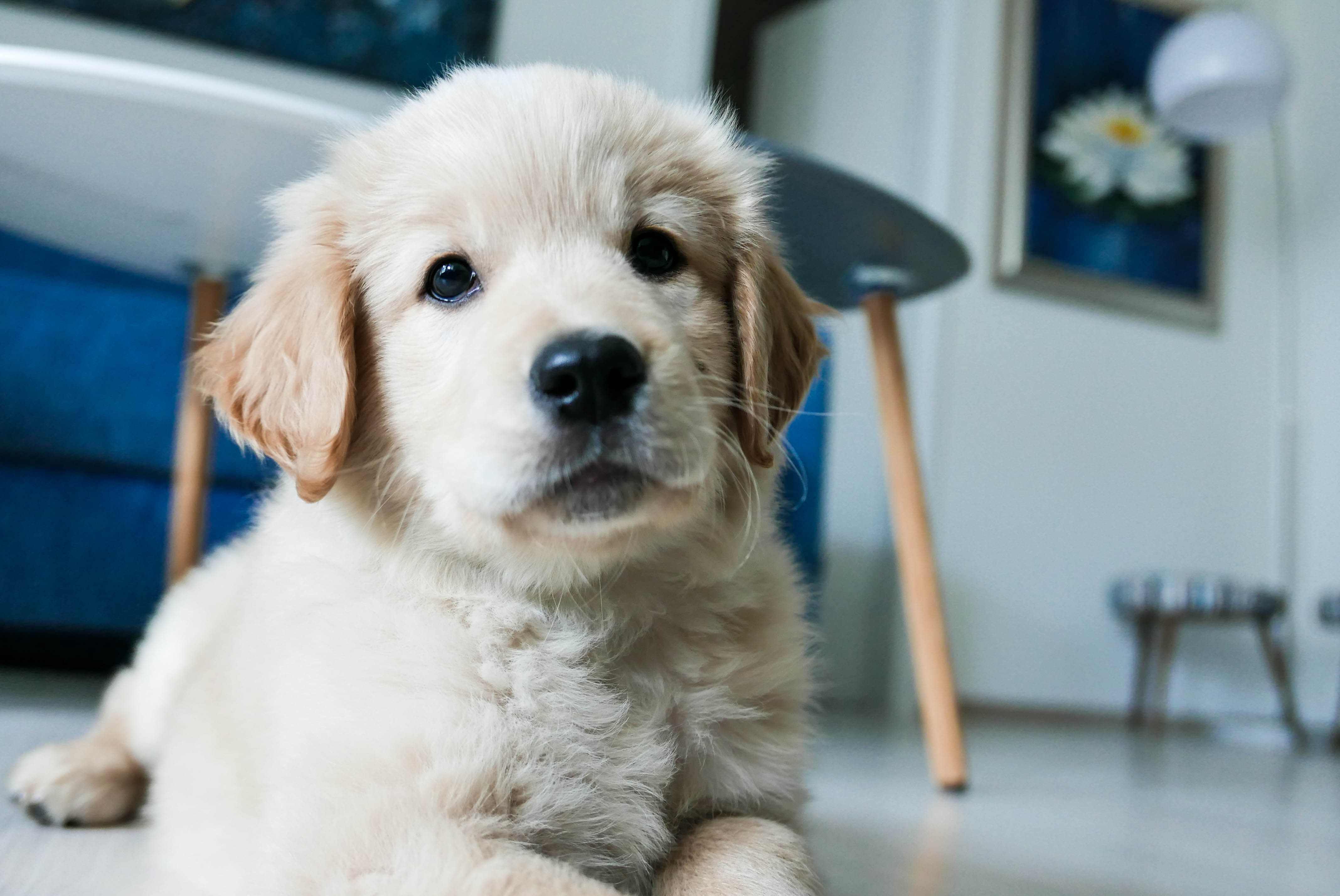 ¿Tienes un cachorro, pero a veces no tienes con quién dejarlo? Aquí cinco consejos para acostumbrarlo a estar solo en casa