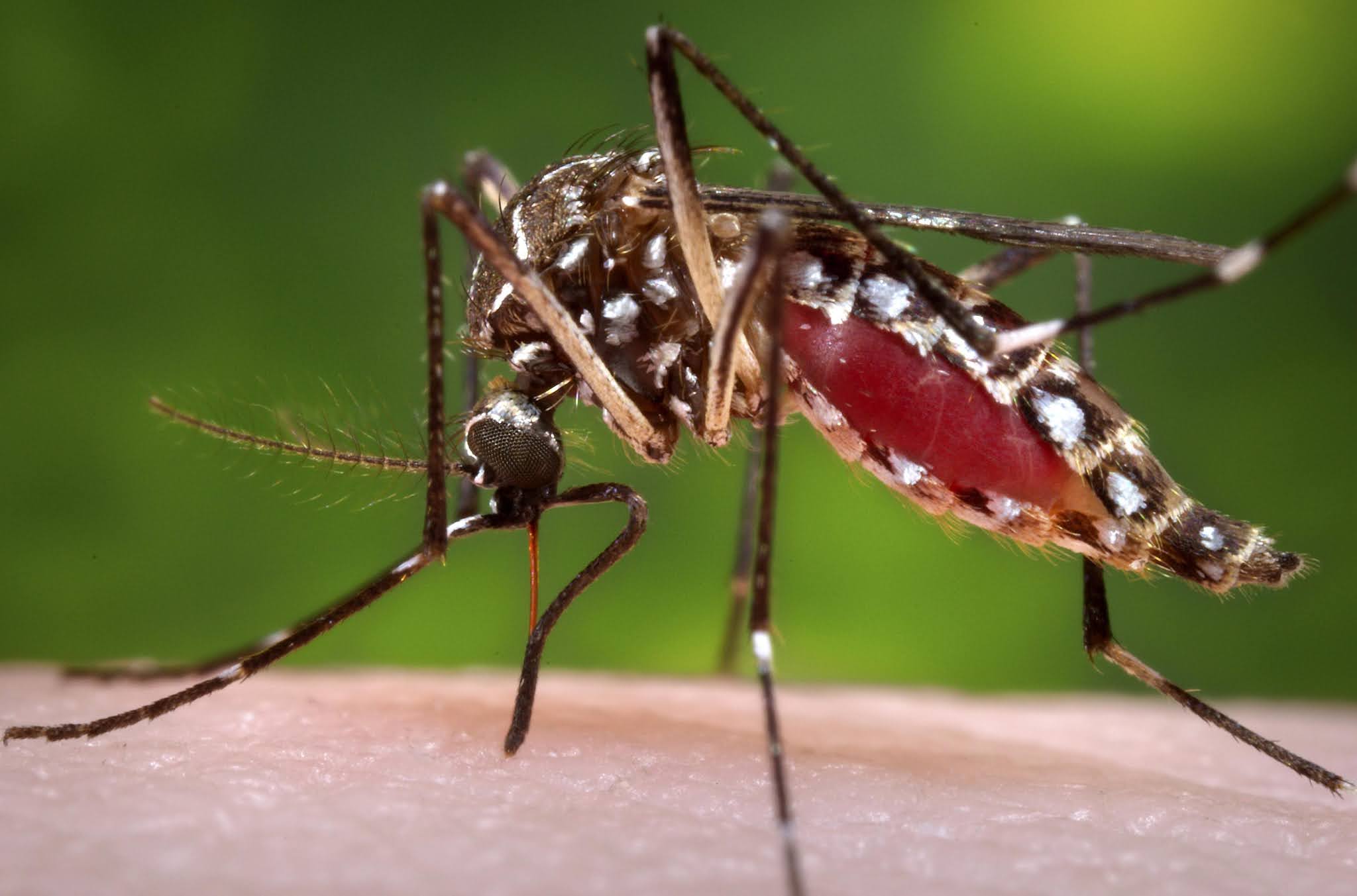 Causas, síntomas y prevención del dengue