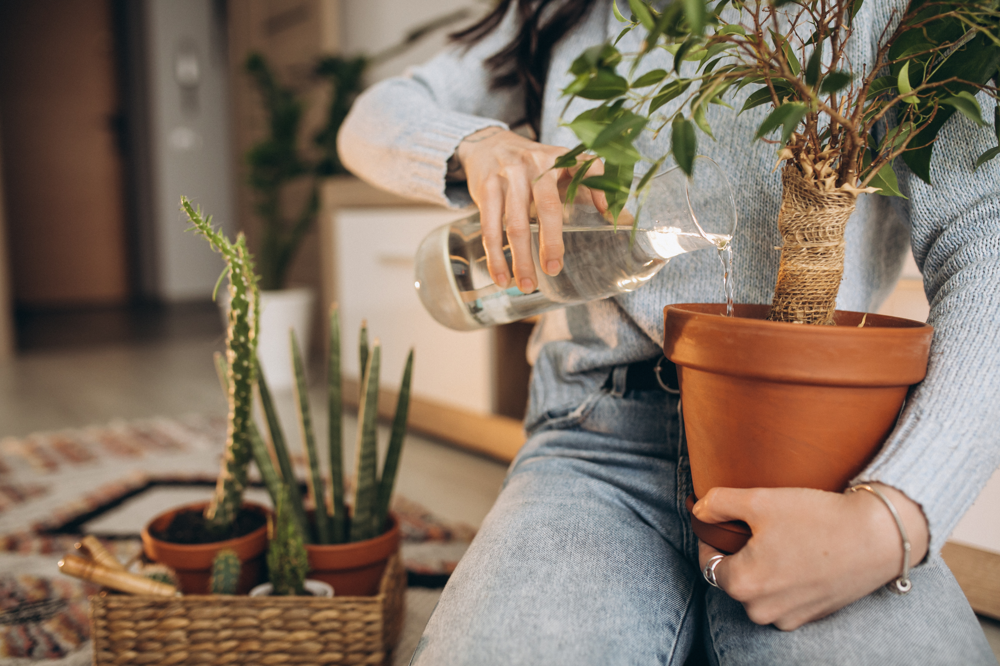 Primavera 2023: conoce los beneficios de tener plantas en casa