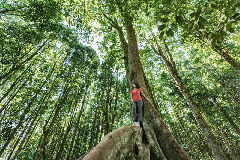 AstraZeneca anuncia inversión de $400 millones de dólares para reforestación y biodiversidad global