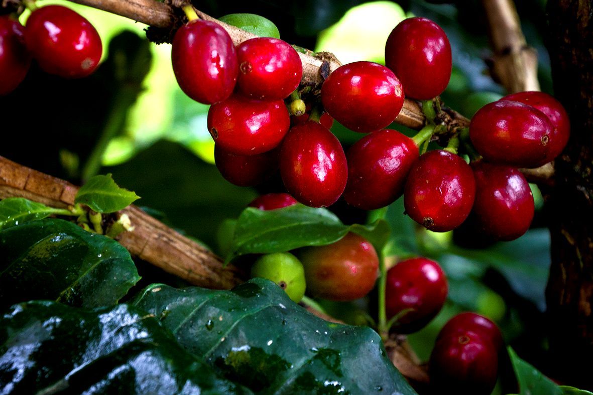 ¿SABÍAS QUE EL CAFÉ PUEDE AYUDARTE A BAJAR DE PESO Y MEJORAR TU SALUD?