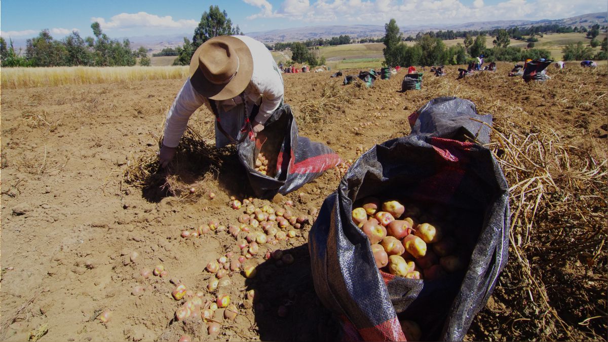 Agricultores advierten sobre crisis agraria y desmienten a presidenta Boluarte