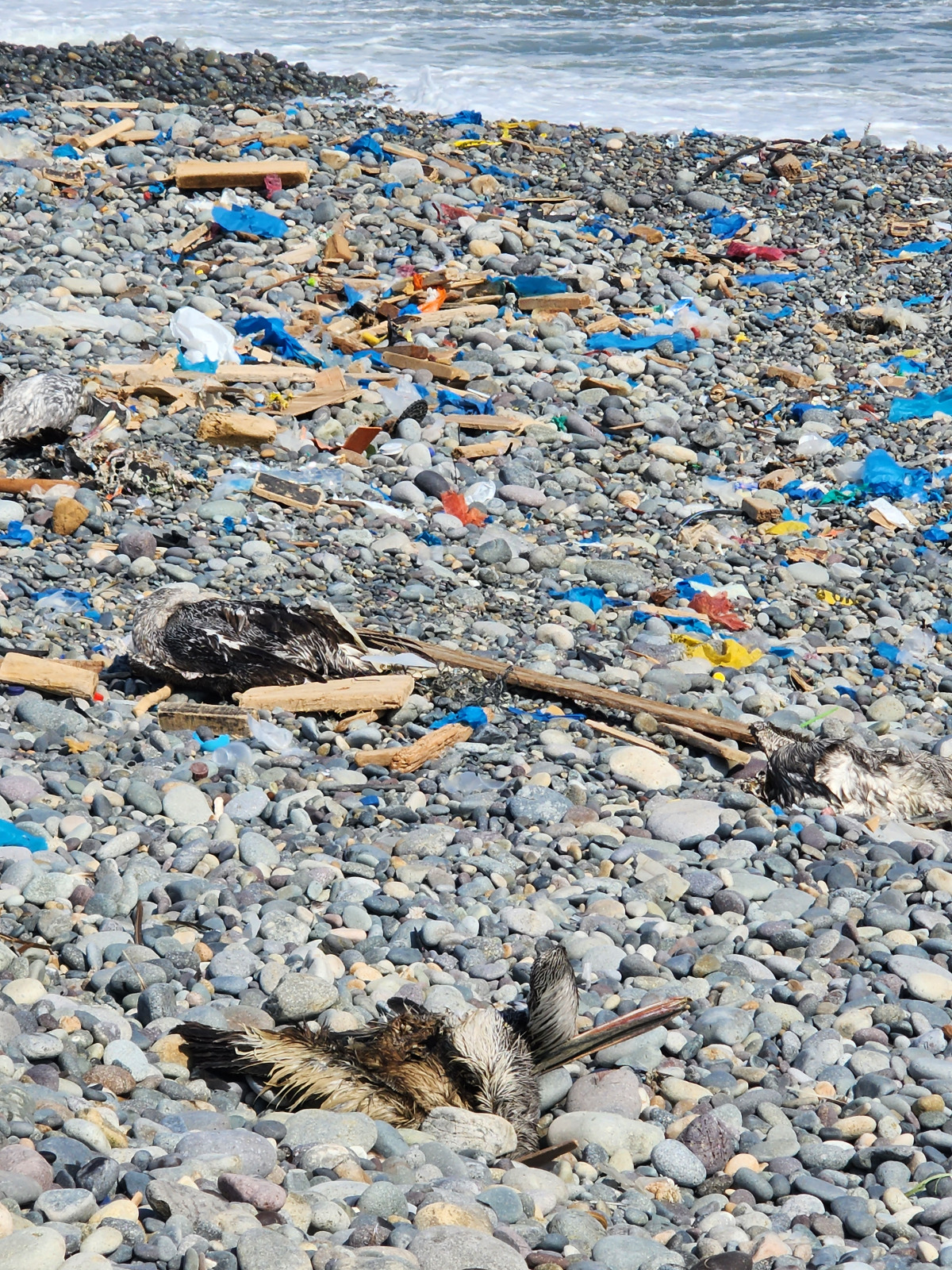 En 5 años se ha triplicado las toneladas de basura en las playas de Lima y Callao ”