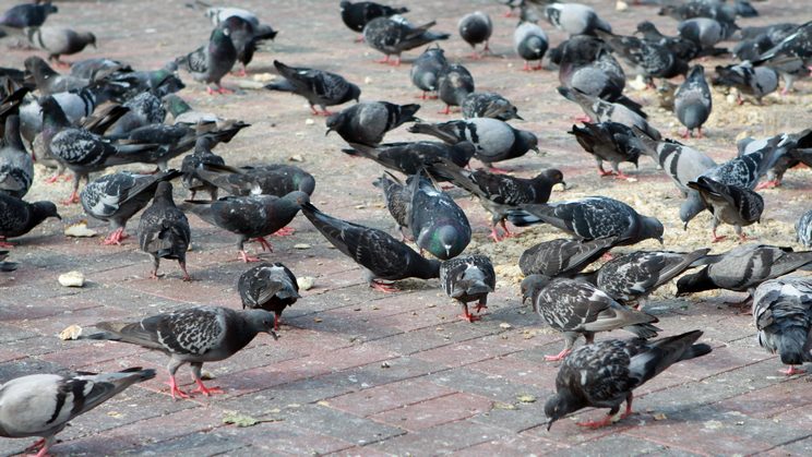 Palomas: Son un vector de enfermedades de cuidado