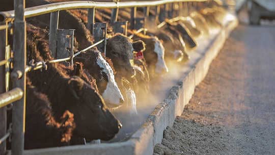 Innovación en ganadería: 4 tendencias que revolucionan el bienestar de los animales en granjas